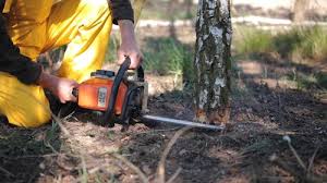 How Our Tree Care Process Works  in  Tyndall Af, FL