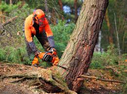 Reliable Tyndall Af, FL Tree Care Solutions